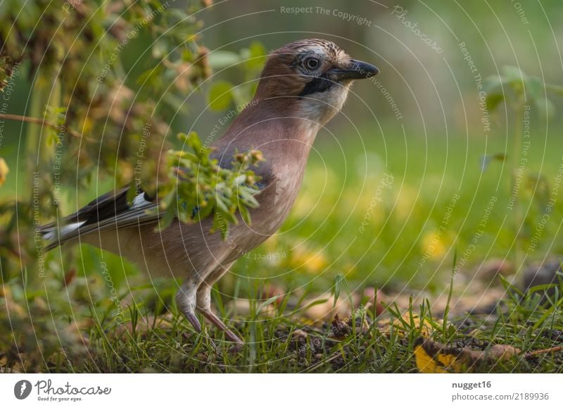 Eichelhäher Umwelt Natur Tier Frühling Sommer Herbst Schönes Wetter Pflanze Gras Sträucher Garten Park Wiese Wald Wildtier Vogel Tiergesicht Flügel 1 ästhetisch