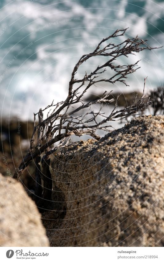 wind & sea Natur Landschaft Pflanze Luft Wasser Wind Sturm Sträucher Wellen Küste stachelig trocken vertrocknet Spalte Felsen Felsspalten Felsküste Klippe