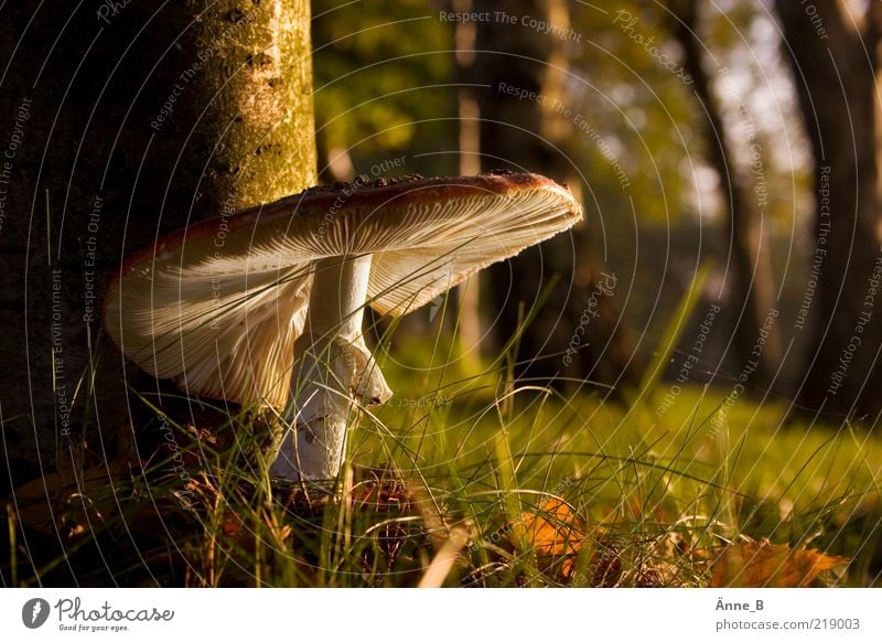 Gut behütet – Fliegenpilz steht dicht neben einem Baum ruhig Umwelt Natur Sommer Herbst Schönes Wetter Gras Wachstum braun grün weiß Lamelle Pilzhut Waldboden