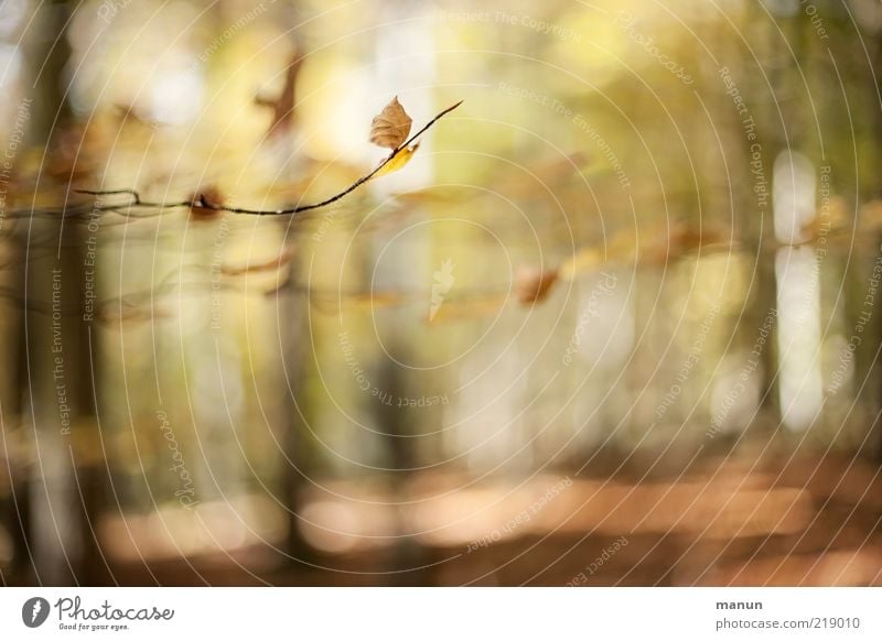 Herbstwald Natur Landschaft Schönes Wetter Baum Blatt Herbstlaub herbstlich Herbstlandschaft Herbstfärbung Herbstwetter Zweige u. Äste Wald außergewöhnlich