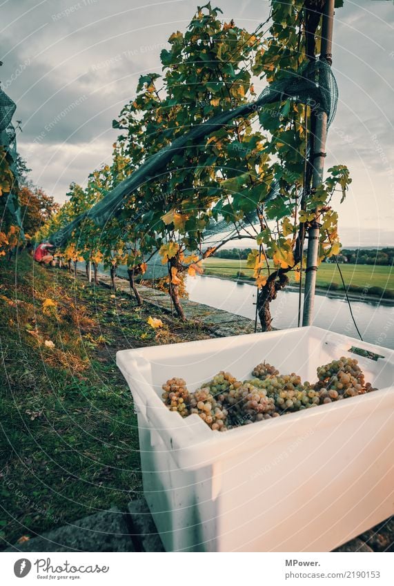 weinlese Mensch 1 Herbst Pflanze Blatt Feld Arbeit & Erwerbstätigkeit Wein Weinlese Winzer Weintrauben Ernte Erntehelfer Elbe Elbhang Weingut Farbfoto