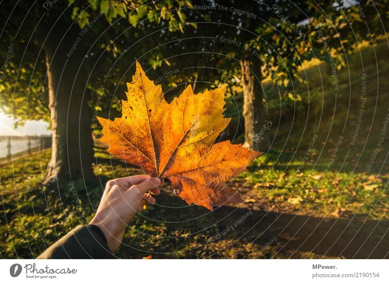 herbstfarben Hand 1 Mensch Natur Sonne Herbst Schönes Wetter Pflanze Baum Blatt Park gelb gold orange Ahornblatt herbstlich Herbstfärbung Wald haltend stoppen