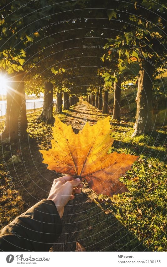 herbstfarben Herbst gold orange Ahornblatt Hand 1 Mensch Natur Sonne Schönes Wetter Pflanze Baum Blatt Park gelb herbstlich Herbstfärbung Wald haltend stoppen