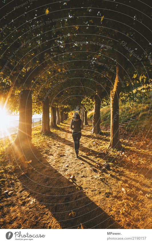 herbstspaziergang Mensch feminin Junge Frau Jugendliche 1 Landschaft Schönes Wetter Park Wald atmen Bewegung laufen Herbst Spaziergang Blendenfleck