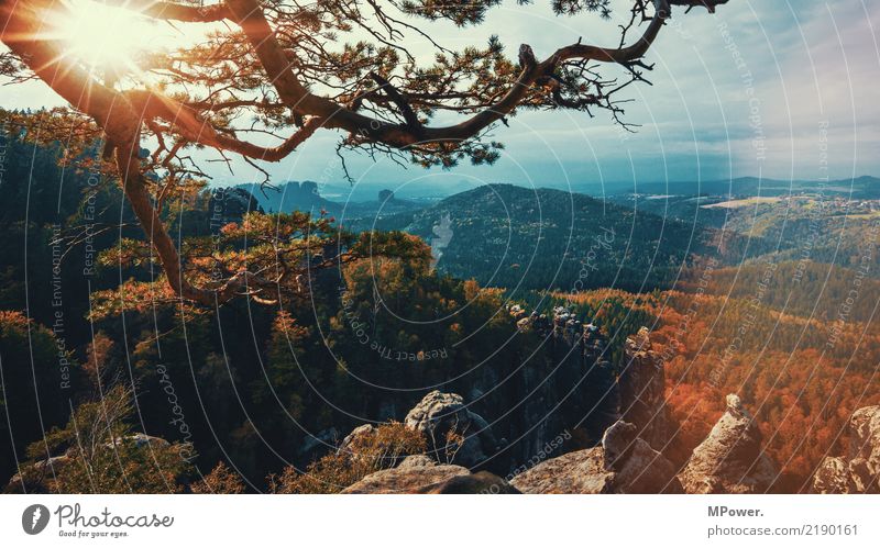 sächsische schweiz Umwelt Gegenlicht Sonne Sonnenstrahlen Baum Natur Landschaft Nebel Felsen Berge u. Gebirge Gipfel Schlucht schön Sächsische Schweiz Wald