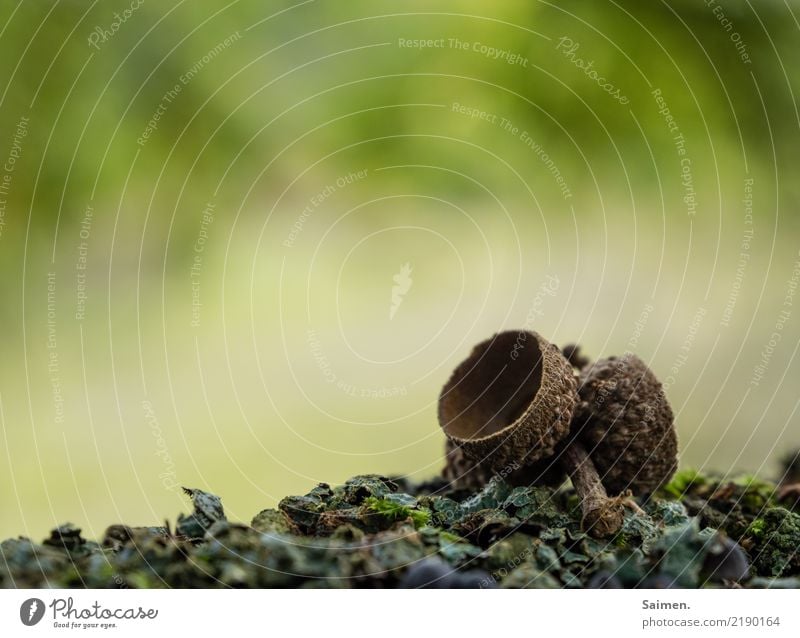 Herbst herbst Eichel Grün Moos Natur Farbfoto Park Tiefenschärfe abschließen rund Pflanze