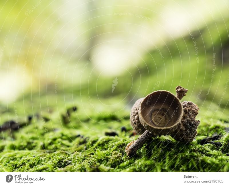 Eichelkappe Saat Samen vermehren ausbreiten herbst Natur Lebenszyklus Moos Stängel leben Farbfoto Nahaufnahme grün braun