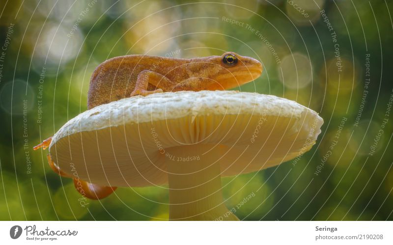 Teichmolch Tier Wildtier Tiergesicht 1 Fressen Molch Pilz Reptil Farbfoto mehrfarbig Außenaufnahme Nahaufnahme Detailaufnahme Makroaufnahme Menschenleer Tag