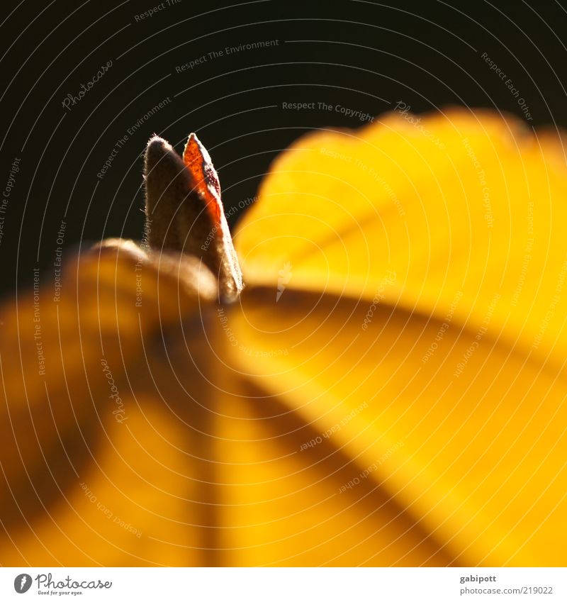 gelb Natur Pflanze Blatt Blüte Wachstum Freundlichkeit Fröhlichkeit frisch Spitze Lebensfreude Herbst Lichteinfall zart Blattknospe leuchten herbstlich