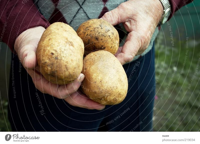 Dicke Dinger Lebensmittel Gemüse Bioprodukte Hand festhalten Kartoffeln Ernte roh Landwirt Farbfoto mehrfarbig Außenaufnahme Menschenleer Tag Senior dick