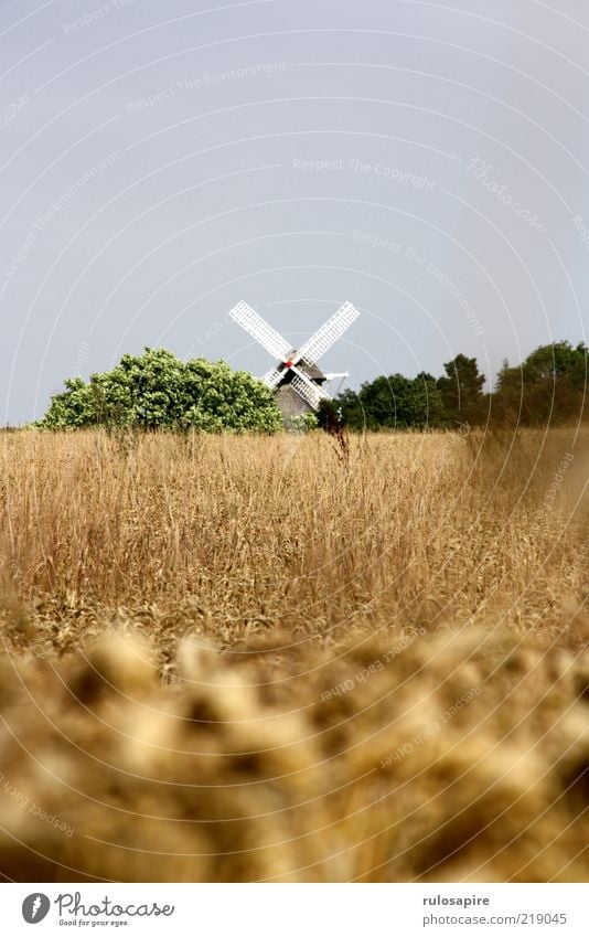 Weizen - Mühle Sommer Landschaft Luft Himmel Wolkenloser Himmel Feld Ærø Bauwerk Gebäude Windmühle Windmühlenflügel blau gelb gold grau grün weiß Bewegung