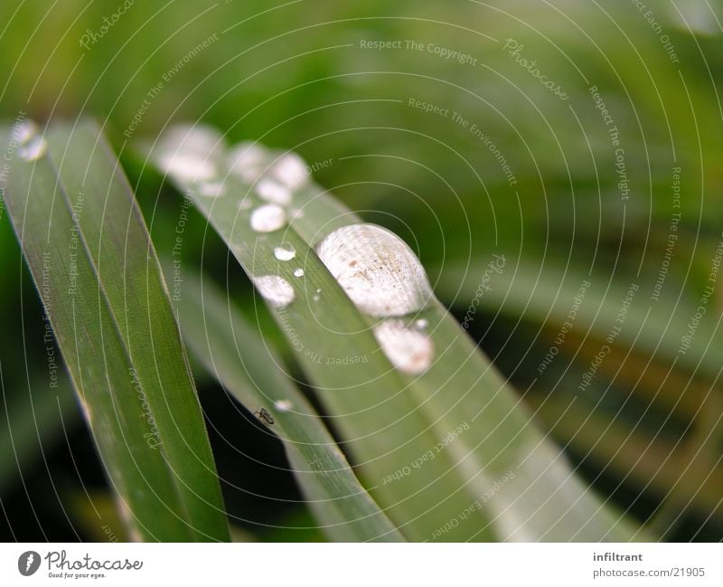 nach dem Regen Gras Wassertropfen Makroaufnahme Nahaufnahme grün Wiese Rasen Blatt Halm Tau