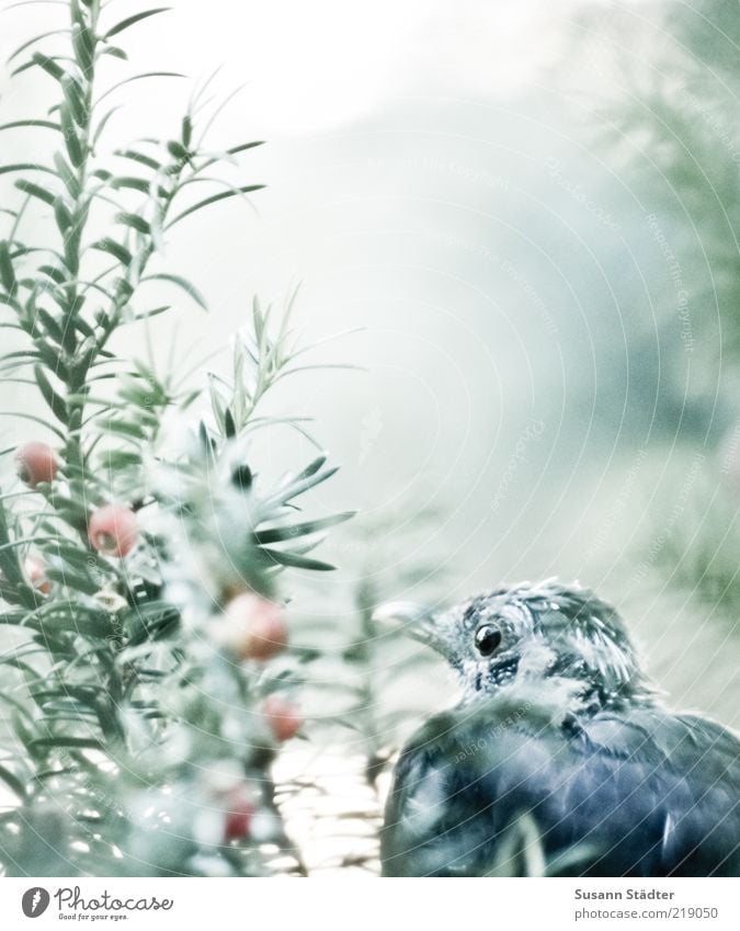 leise. Sträucher Tier Wildtier Vogel Tiergesicht beobachten ruhig Eibe Einsamkeit warten Versteck verstecken Neugier Gedeckte Farben Außenaufnahme Nahaufnahme