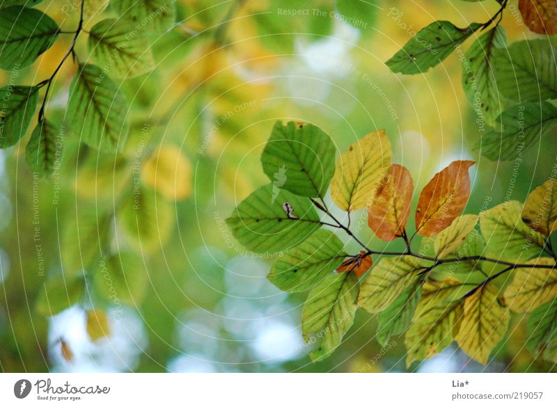 herbstallerliebst Natur Herbst mehrfarbig grün Blatt Blätterdach Herbstlaub herbstlich Herbstbeginn Herbstfärbung Farbfoto Außenaufnahme Menschenleer