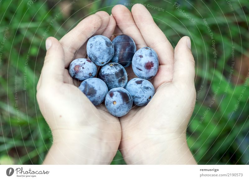 Hände halten Pflaumen Frucht Ernährung Diät Sommer Junger Mann Jugendliche Erwachsene Hand 8-13 Jahre Kind Kindheit Natur Herbst natürlich Lebensmittel Handvoll