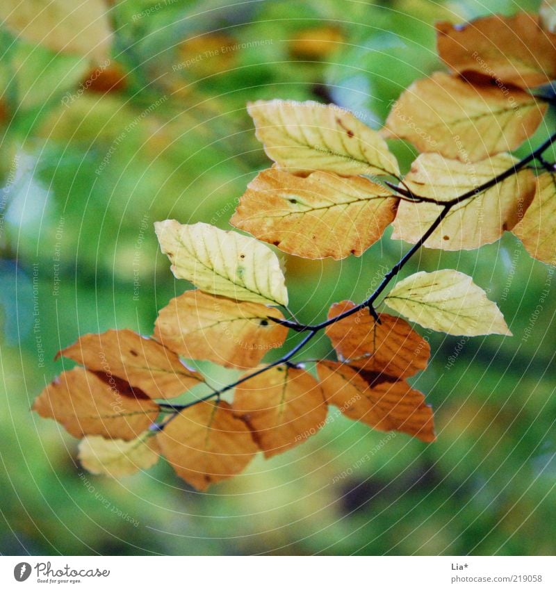 Herbst im Quadrat Umwelt braun mehrfarbig grün Blatt Blätterdach Herbstlaub herbstlich Herbstbeginn Herbstwald Jahreszeiten Herbstfärbung Farbfoto Außenaufnahme