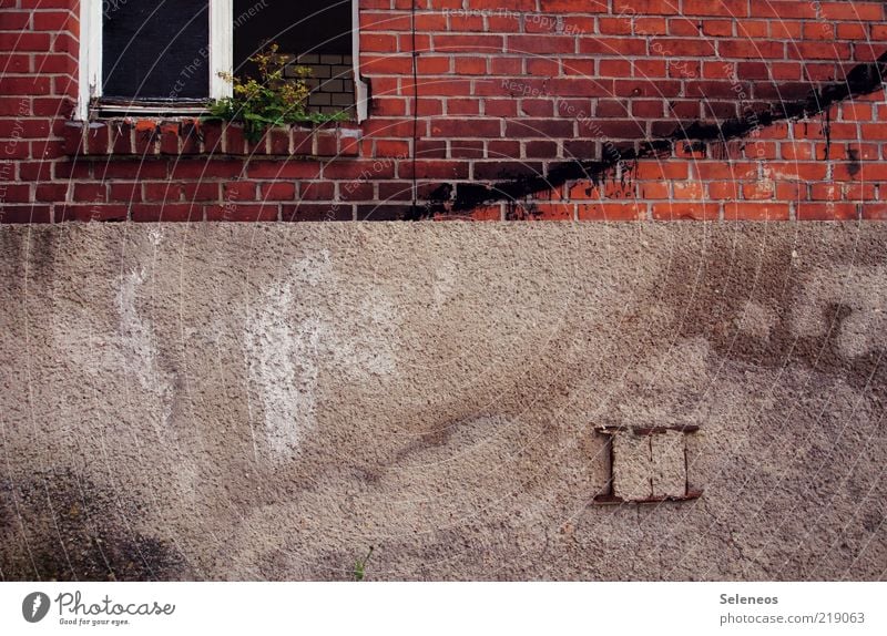 Fensterplatz Pflanze Blume Grünpflanze Haus Ruine Gebäude Mauer Wand Backstein alt dreckig dunkel kaputt trist stagnierend Fensterscheibe Fensterbrett