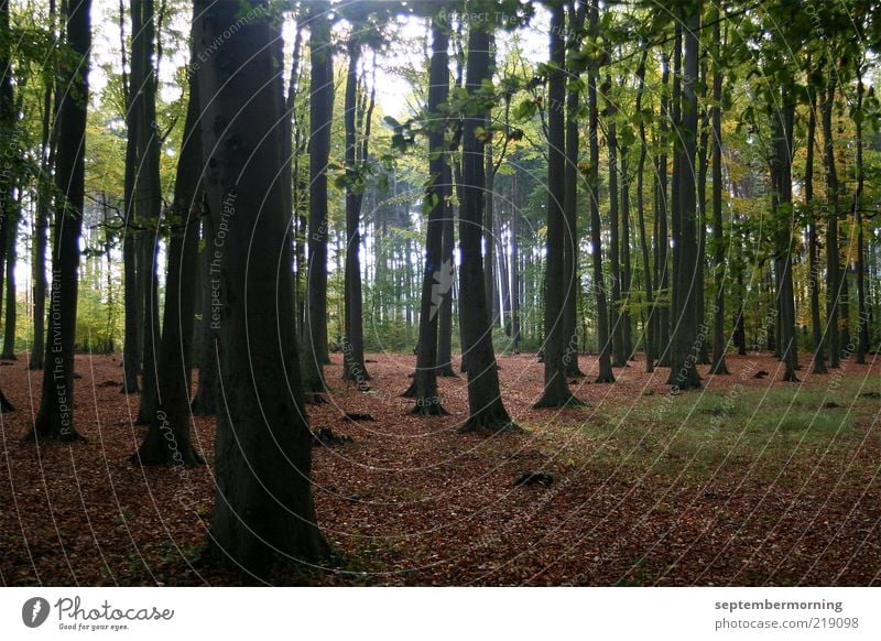 Blätterwald Natur Landschaft Herbst Baum Blatt Wald braun grün Farbfoto Gedeckte Farben Außenaufnahme Menschenleer Licht Starke Tiefenschärfe Baumstamm