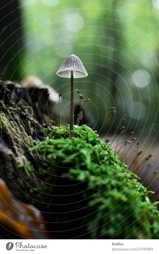 Waldwohnzimmer Umwelt Natur Landschaft Pflanze Herbst Moos Grünpflanze Wildpflanze Pilz Wachstum dunkel klein braun grün geduldig ruhig entdecken Idylle