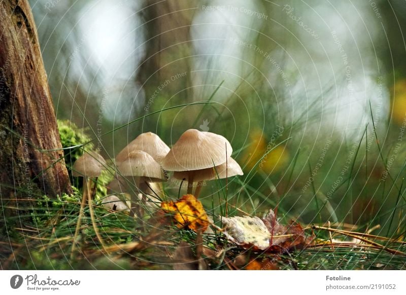 Versammlung Umwelt Natur Landschaft Pflanze Herbst Baum Gras Wildpflanze Wald hell nah natürlich braun grün Pilz Pilzhut Tannennadel Baumrinde herbstlich