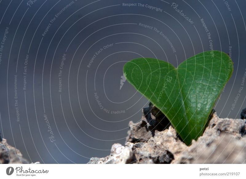 Mein Herzblatt Blatt Grünpflanze Stein elegant frisch schön trocken grau grün Liebe Farbfoto Außenaufnahme Nahaufnahme Textfreiraum links Textfreiraum oben