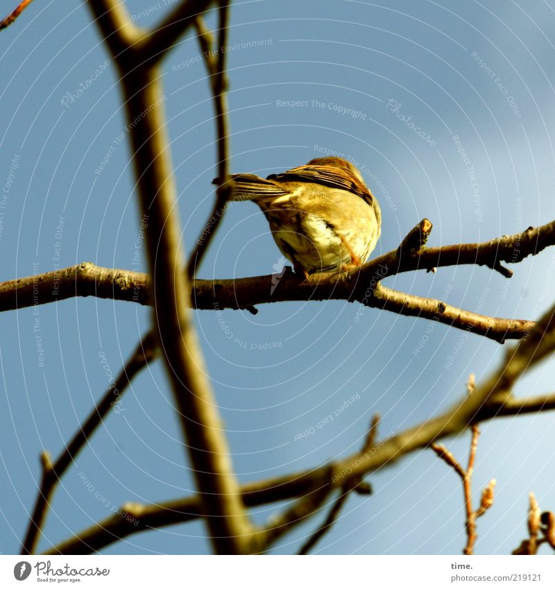 Pffff ... Pflanze Tier Himmel Baum Vogel Meisen hocken sitzen blau gelb Ast abgewendet Weide Feder Schwanz Sonnenlicht Zweig Außenaufnahme Farbfoto 1