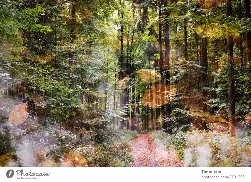 Träumerei. Umwelt Natur Pflanze Herbst Baum Blatt Wald Wege & Pfade einfach natürlich braun gelb grün schwarz Gefühle Doppelbelichtung Vergänglichkeit