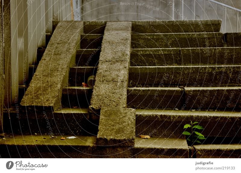 Verrückt Pflanze Bauwerk Gebäude Architektur Treppe Beton dunkel eckig trashig verrückt stagnierend Verfall Vergangenheit Vergänglichkeit Zerstörung Geländer