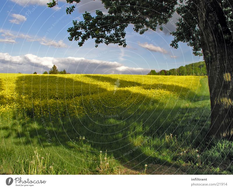 Rapsfeld Feld Baum Schatten Himmel Wolken Wiese Frühling Blüte gelb Sommer Sonne Schönes Wetter Natur Landschaft