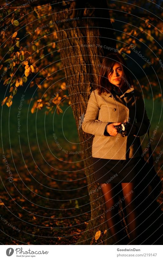 Licht. Mensch feminin Junge Frau Jugendliche Erwachsene 1 Umwelt Natur Baum warten außergewöhnlich kalt schön weich Gefühle Stimmung Herbst frei Herbstlaub