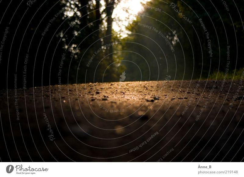 Im Herbst ** Leben harmonisch Wohlgefühl ruhig Natur Urelemente Erde Feuer Sommer Schönes Wetter Baum Gras Wald Stein Sand Zeichen Linie Streifen Ferne glänzend