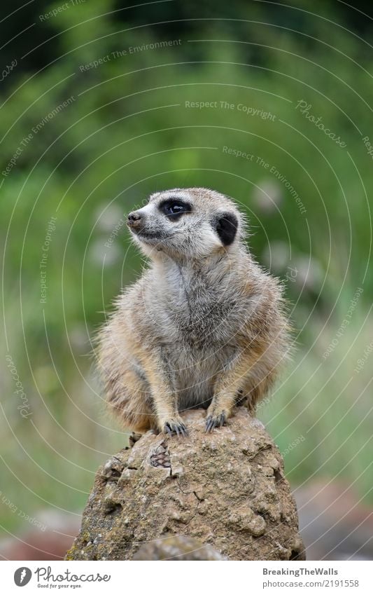 Abschluss oben des meerkat Sitzens alarmiert auf dem Felsen Tier Wildtier Tiergesicht Zoo Erdmännchen 1 wild grün Sicherheit Vorsicht Angst bedrohlich sitzen