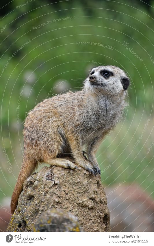 Abschluss oben des meerkat Sitzens alarmiert auf dem Felsen Tier Wildtier Tiergesicht Zoo Erdmännchen 1 wild grün Sicherheit Vorsicht Angst bedrohlich sitzen