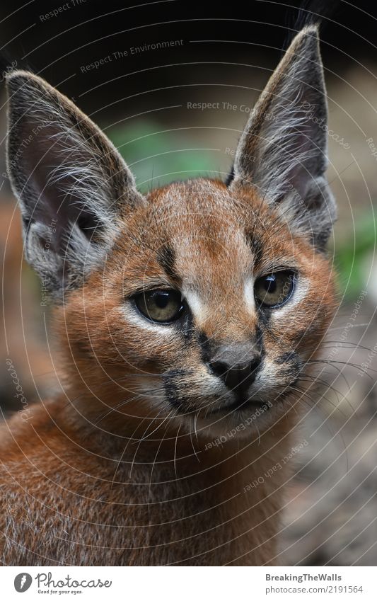 Schließen Sie herauf Porträt des caracal Kätzchens Untersuchung in Kamera Tier Wildtier Tiergesicht Zoo Karakal Wildkatze Fleischfresser Raubtier Katze 1 Blick