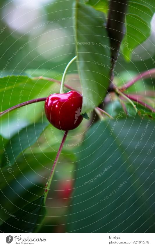 süß und saftig Frucht Kirsche Sommer Blatt Nutzpflanze ästhetisch frisch glänzend lecker positiv grün rot Vorfreude Duft genießen Vitamin Farbfoto Außenaufnahme