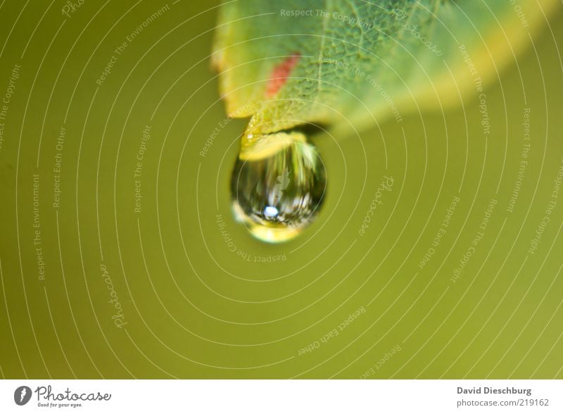 Einwegperle Natur Pflanze Wasser Wassertropfen Blatt grün nass glänzend Tau rund Tropfen Farbfoto Nahaufnahme Detailaufnahme Makroaufnahme Tag Licht Kontrast