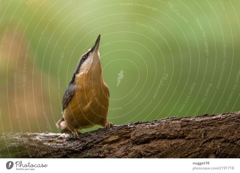 Kleiber Umwelt Natur Tier Frühling Sommer Herbst Schönes Wetter Baum Garten Park Wiese Wald Wildtier Vogel Tiergesicht Flügel 1 ästhetisch authentisch