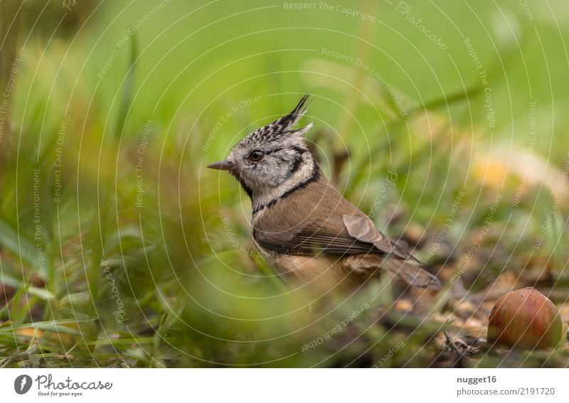 Haubenmeise Umwelt Natur Tier Frühling Sommer Herbst Schönes Wetter Gras Grünpflanze Garten Park Wiese Wald Wildtier Vogel Tiergesicht Flügel Meisen 1