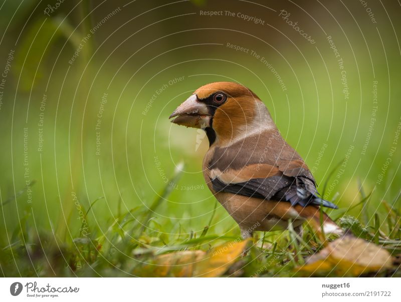 Kernbeißer Umwelt Natur Tier Frühling Sommer Herbst Schönes Wetter Pflanze Gras Blatt Wildpflanze Garten Park Wiese Wald Wildtier Vogel Tiergesicht Flügel 1