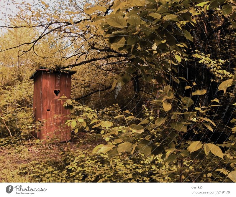 Mach mal Pause Umwelt Natur Landschaft Pflanze Klima Wetter Schönes Wetter Gras Sträucher Blatt Zweige u. Äste Bauwerk Gebäude Klohäuschen Toilette Holz Baracke