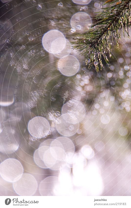 Nasse Tanne Winter Eis Frost Schnee Grünpflanze glänzend Natur Tannenzweig Schneefall leuchten Postkarte Tau wundervoll fantastisch traumhaft Tannennadel Zweig