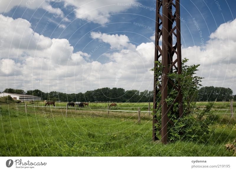 Landliebe Lifestyle Zufriedenheit ruhig Ferne Freiheit Umwelt Natur Landschaft Himmel Sommer Gras Sträucher Wiese Nutztier Pferd Tiergruppe einzigartig Idylle