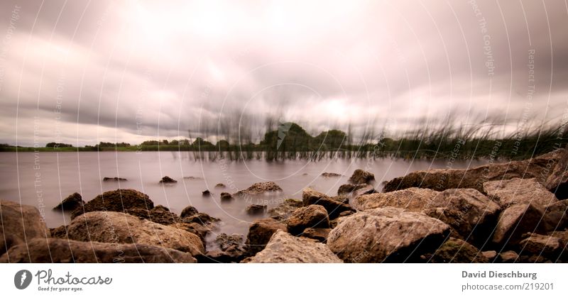 Seegras im Wind Natur Landschaft Pflanze Wasser Himmel Wolken Gewitterwolken Herbst schlechtes Wetter Unwetter Sturm Regen Hügel Felsen Seeufer braun weiß