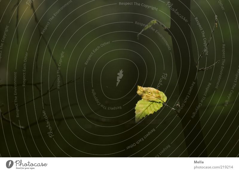 Leise Umwelt Natur Pflanze Baum Blatt Ast dehydrieren Wachstum dunkel natürlich grün Stimmung Ende Endzeitstimmung nachhaltig ruhig Verfall Vergänglichkeit