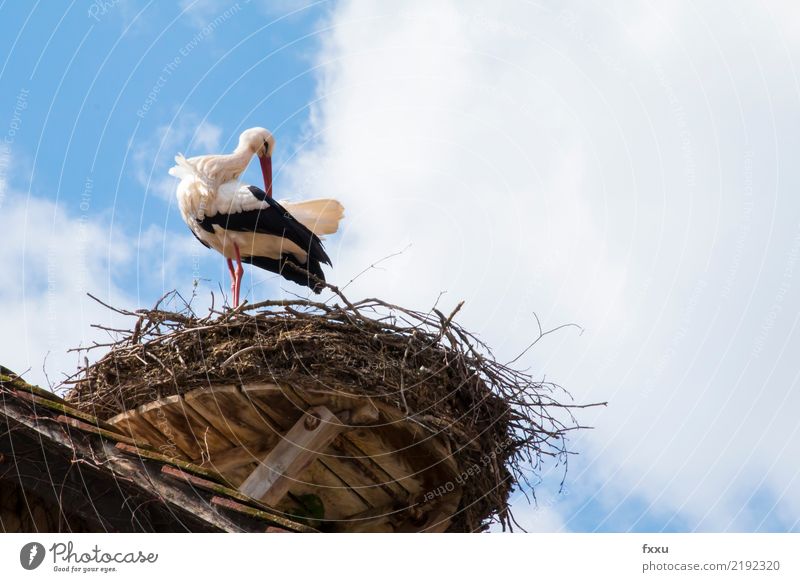 Immer schön sauber bleiben Storch Nest Vogel Horst Natur Tier Brutpflege Dach blau Feder Himmel Wolken Flügel Freiheit Blick Reinigen