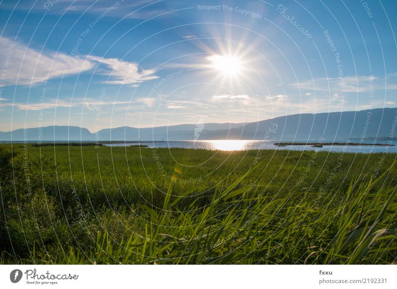 Naturschutzgebiet la sauge Landschaft Sommer Blauer Himmel See Feld Wiese Schweiz fanel Gewässer Wasser Teich Moor Sumpf moorlandschaft Umweltschutz