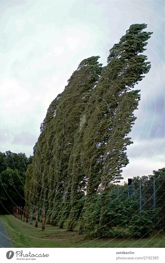 Xavier chaotisch Orkan Sturm Tiefdruckgebiet Sturmfront bedrohlich gefährlich Risiko Unfall Wetter Unwetter Wind Zerstörung Klima Klimawandel Pappeln Allee Baum