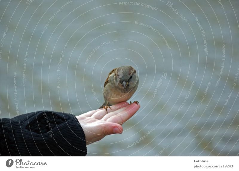 He Kleiner Mensch Kind Haut Hand Finger Tier Wildtier Vogel klein listig natürlich Spatz frech Farbfoto Gedeckte Farben Außenaufnahme Textfreiraum rechts