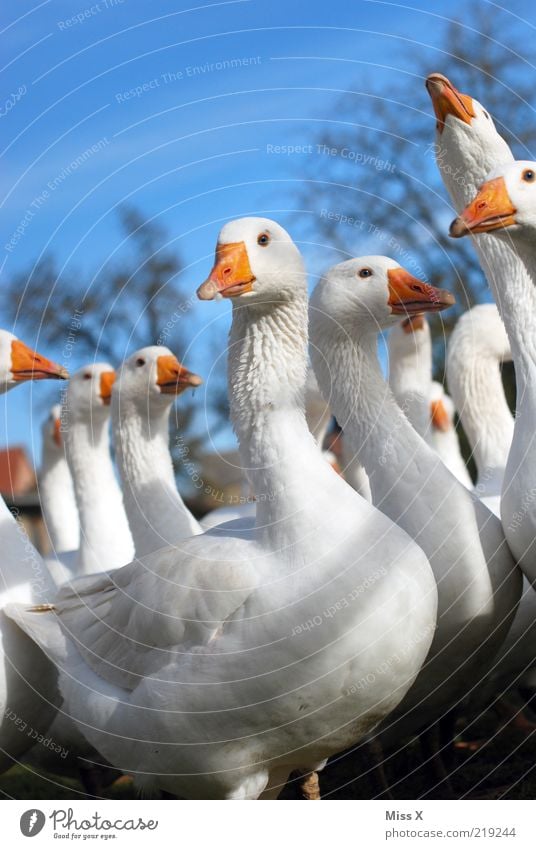 Hallo Martinsgans :-D Tier Nutztier Vogel Tiergruppe Neugier Gans Federvieh Tierzucht Schnabel schnattern Geflügelfarm Farbfoto mehrfarbig Außenaufnahme