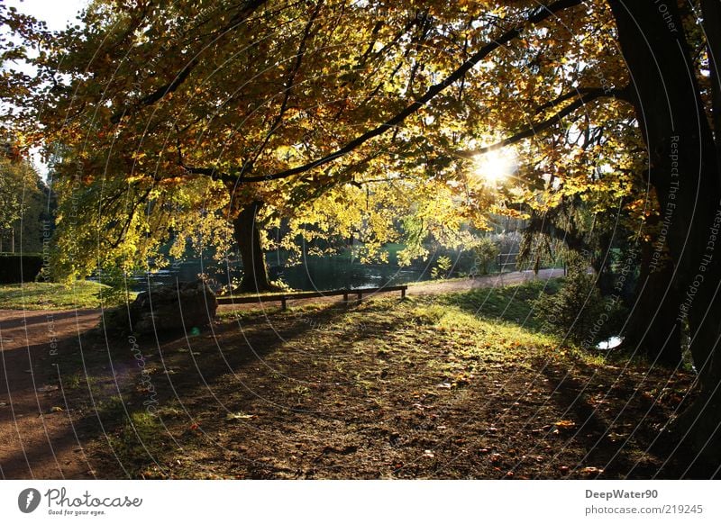 The golden season Natur Luft Wasser Sonne Sonnenaufgang Sonnenuntergang Sonnenlicht Herbst Schönes Wetter Baum Gras Park Wege & Pfade genießen braun gelb grün